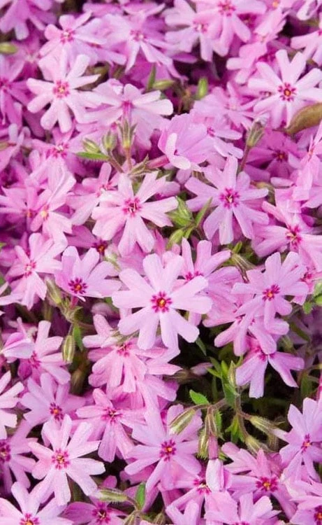 Pink Creeping Phlox - 6 Pack Of Pint Pots 6 Pink Creeping Phlox - 6 Pack Of Pint Pots - Image 4