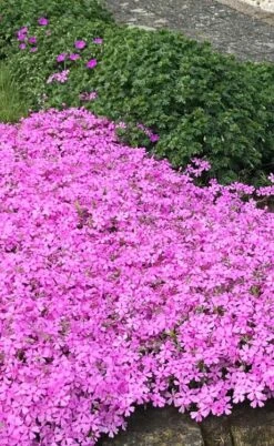 Pink Creeping Phlox - 6 Pack Of Pint Pots 13 Pink Creeping Phlox - 6 Pack Of Pint Pots -Garden Outdoor Plant Store phlox subulata pink creeping 2