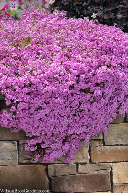 Pink Creeping Phlox - 6 Pack Of Pint Pots 3 Pink Creeping Phlox - 6 Pack Of Pint Pots