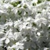 White Creeping Phlox - 6 Pack Of 1 Gallon Pots -Garden Outdoor Plant Store phlox subulata white 1