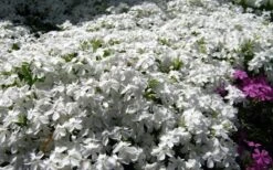 White Creeping Phlox - 6 Pack Of 1 Gallon Pots -Garden Outdoor Plant Store phlox subulata white 2
