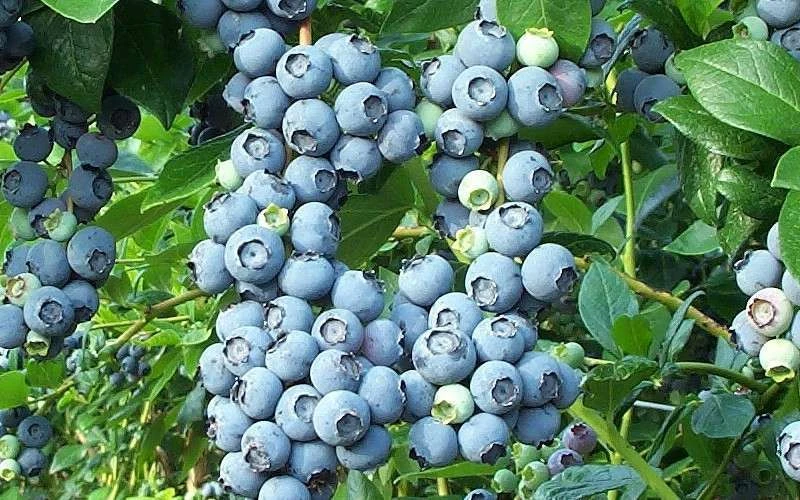 Brightwell Rabbiteye Blueberry - 7 Gallon Pot 6 Brightwell Rabbiteye Blueberry - 7 Gallon Pot - Image 4