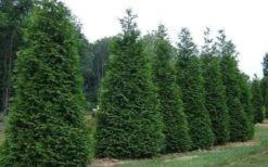 Green Giant Arborvitae - 3 Gallon Pot 11 Green Giant Arborvitae - 3 Gallon Pot -Garden Outdoor Plant Store picture arborvitae green giant 2