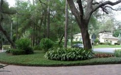 Asian Jasmine - Asiatic Jasmine - 6 Pack Of Pint Pots -Garden Outdoor Plant Store picture asian jasmine 8