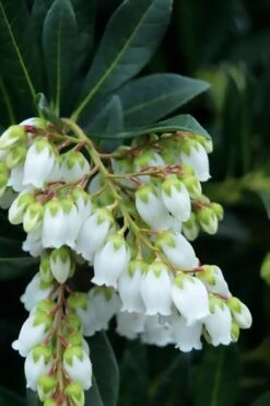 Southern Lady Pieris - 3 Gallon Pot 10 Southern Lady Pieris - 3 Gallon Pot -Garden Outdoor Plant Store pieris japonica southern lady 1