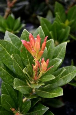 Southern Lady Pieris - 3 Gallon Pot 11 Southern Lady Pieris - 3 Gallon Pot -Garden Outdoor Plant Store pieris japonica southern lady 2