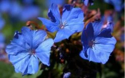 Hardy Blue Plumbago - Ceratostigma Plumbaginoides - 10 Pack Of Pint Pots -Garden Outdoor Plant Store plumbago hardy blue perennial