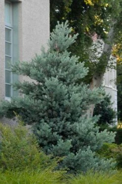 Blue Podocarpus Yew - 3 Gallon Pot 13 Blue Podocarpus Yew - 3 Gallon Pot -Garden Outdoor Plant Store podocarpus elongatus blue podocarpus 1