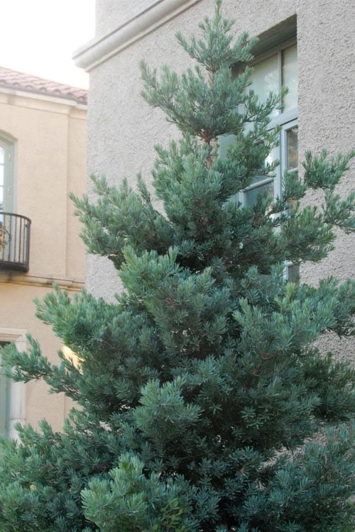 Blue Podocarpus Yew - 3 Gallon Pot 3 Blue Podocarpus Yew - 3 Gallon Pot