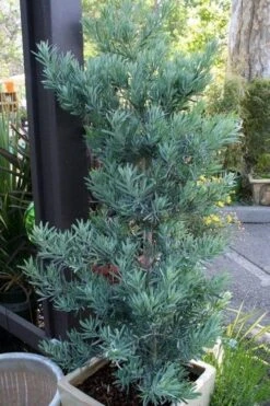Blue Podocarpus Yew - 3 Gallon Pot 15 Blue Podocarpus Yew - 3 Gallon Pot -Garden Outdoor Plant Store podocarpus elongatus blue podocarpus 4