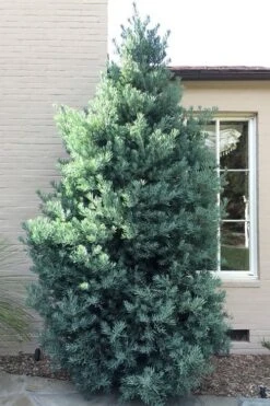 Blue Podocarpus Yew - 3 Gallon Pot 12 Blue Podocarpus Yew - 3 Gallon Pot -Garden Outdoor Plant Store podocarpus elongatus blue podocarpus 5