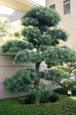 Blue Podocarpus Yew - 3 Gallon Pot 14 Blue Podocarpus Yew - 3 Gallon Pot -Garden Outdoor Plant Store podocarpus elongatus blue podocarpus 6