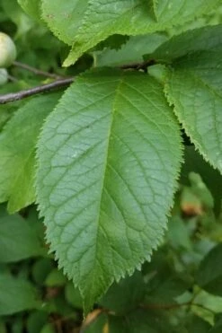 American Wild Plum Tree (Prunus Americana) - 1 Gallon Pot 16 American Wild Plum Tree (Prunus Americana) - 1 Gallon Pot -Garden Outdoor Plant Store prunus americana american wild plum tree 10