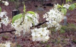 American Wild Plum Tree (Prunus Americana) - 1 Gallon Pot 17 American Wild Plum Tree (Prunus Americana) - 1 Gallon Pot -Garden Outdoor Plant Store prunus americana american wild plum tree 11