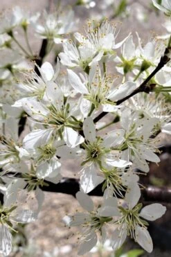 American Wild Plum Tree (Prunus Americana) - 1 Gallon Pot 13 American Wild Plum Tree (Prunus Americana) - 1 Gallon Pot -Garden Outdoor Plant Store prunus americana american wild plum tree 5