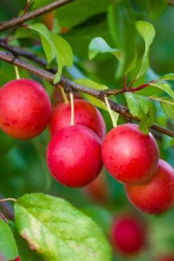 American Wild Plum Tree (Prunus Americana) - 1 Gallon Pot 14 American Wild Plum Tree (Prunus Americana) - 1 Gallon Pot -Garden Outdoor Plant Store prunus americana american wild plum tree 6
