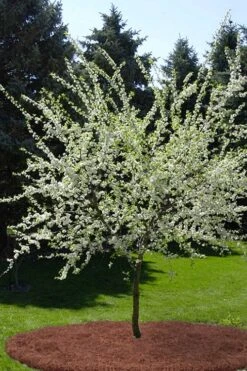 American Wild Plum Tree (Prunus Americana) - 1 Gallon Pot 15 American Wild Plum Tree (Prunus Americana) - 1 Gallon Pot -Garden Outdoor Plant Store prunus americana american wild plum tree 9
