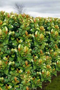 Volcano English Cherry Laurel (Prunus Laurocersasus) - 1 Gallon Pot 15 Volcano English Cherry Laurel (Prunus Laurocersasus) - 1 Gallon Pot -Garden Outdoor Plant Store prunus laurocerasus volcano english cherry laurel 3