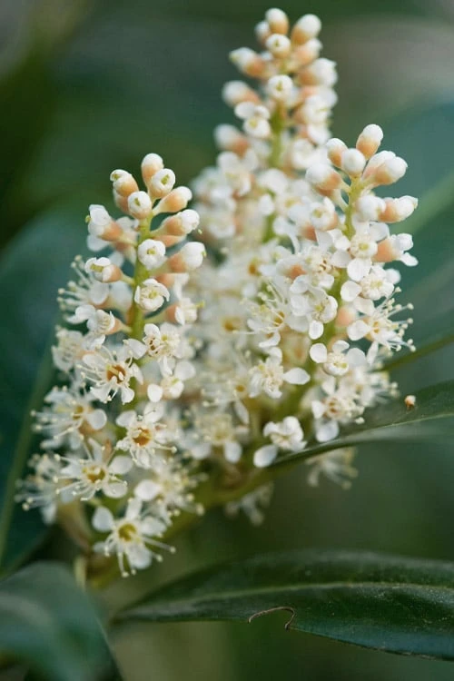 Volcano English Cherry Laurel (Prunus Laurocersasus) - 1 Gallon Pot 7 Volcano English Cherry Laurel (Prunus Laurocersasus) - 1 Gallon Pot - Image 5