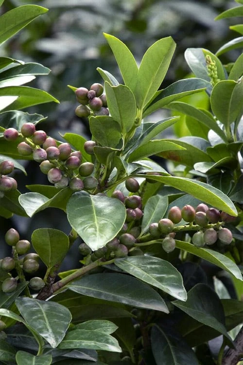 Volcano English Cherry Laurel (Prunus Laurocersasus) - 1 Gallon Pot 8 Volcano English Cherry Laurel (Prunus Laurocersasus) - 1 Gallon Pot - Image 6