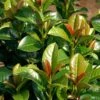 Volcano English Cherry Laurel (Prunus Laurocersasus) - 1 Gallon Pot 1 Volcano English Cherry Laurel (Prunus Laurocersasus) - 1 Gallon Pot -Garden Outdoor Plant Store prunus laurocerasus volcano english cherry laurel 7
