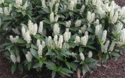 Zabel Laurel (Prunus Laurocersasus 'Zabeliana') - 6 Pack Of 1 Gallon Pots 11 Zabel Laurel (Prunus Laurocersasus 'Zabeliana') - 6 Pack Of 1 Gallon Pots -Garden Outdoor Plant Store prunus laurocerasus zabeliana zabel cherry laurel 1