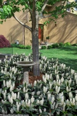 Zabel Laurel (Prunus Laurocersasus 'Zabeliana') - 6 Pack Of 1 Gallon Pots 10 Zabel Laurel (Prunus Laurocersasus 'Zabeliana') - 6 Pack Of 1 Gallon Pots -Garden Outdoor Plant Store prunus laurocerasus zabeliana zabel cherry laurel 2