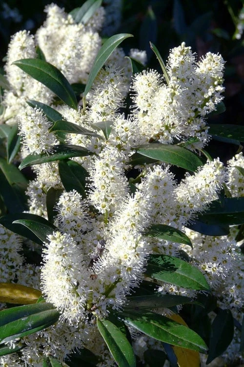 Zabel Laurel (Prunus Laurocersasus 'Zabeliana') - 6 Pack Of 1 Gallon Pots 3 Zabel Laurel (Prunus Laurocersasus 'Zabeliana') - 6 Pack Of 1 Gallon Pots