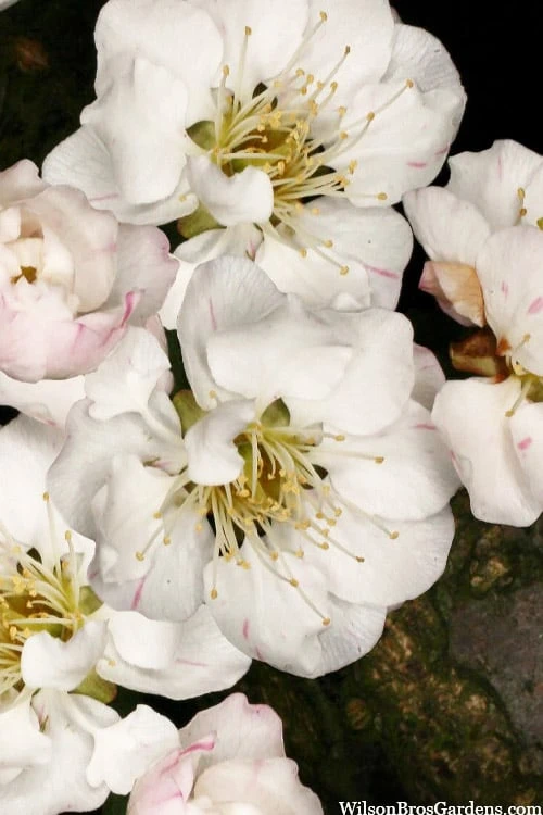 Fragrant Snow Japanese Flowering Apricot (Prunus Mume) - 2 Gallon Pot 3 Fragrant Snow Japanese Flowering Apricot (Prunus Mume) - 2 Gallon Pot