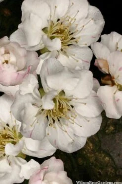 Fragrant Snow Japanese Flowering Apricot (Prunus Mume) - 2 Gallon Pot 13 Fragrant Snow Japanese Flowering Apricot (Prunus Mume) - 2 Gallon Pot -Garden Outdoor Plant Store prunus mume fragrant snow japanese flowering apricot 2