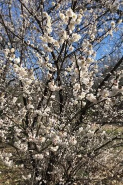 Fragrant Snow Japanese Flowering Apricot (Prunus Mume) - 2 Gallon Pot 12 Fragrant Snow Japanese Flowering Apricot (Prunus Mume) - 2 Gallon Pot -Garden Outdoor Plant Store prunus mume fragrant snow japanese flowering apricot 6