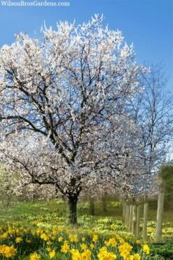 Fragrant Snow Japanese Flowering Apricot (Prunus Mume) - 2 Gallon Pot 11 Fragrant Snow Japanese Flowering Apricot (Prunus Mume) - 2 Gallon Pot -Garden Outdoor Plant Store prunus mume fragrant snow japanese flowering apricot 7