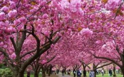 Kwanzan Pink Double Flowering Cherry Tree - 3 Gallon Pot 15 Kwanzan Pink Double Flowering Cherry Tree - 3 Gallon Pot -Garden Outdoor Plant Store prunus serrulata kwansan flowering cherry 10