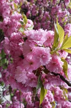 Kwanzan Pink Double Flowering Cherry Tree - 3 Gallon Pot 12 Kwanzan Pink Double Flowering Cherry Tree - 3 Gallon Pot -Garden Outdoor Plant Store prunus serrulata kwansan flowering cherry 13