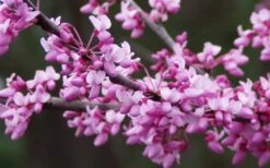 Eastern Redbud - 1 Gallon Pot 11 Eastern Redbud - 1 Gallon Pot -Garden Outdoor Plant Store redbud Eastern Tree Flowers 2
