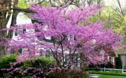 Eastern Redbud - 7 Gallon Pot 13 Eastern Redbud - 7 Gallon Pot -Garden Outdoor Plant Store redbud Eastern Tree In Bloom 1