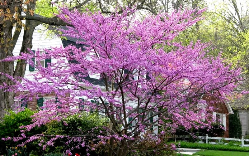 Eastern Redbud - 7 Gallon Pot 8 Eastern Redbud - 7 Gallon Pot - Image 6