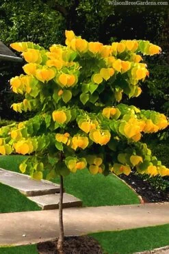 The Rising Sun Redbud Tree - 7 Gallon Pot (3-4') -Garden Outdoor Plant Store redbud rising sun 52