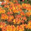 Florida Flame Native Azalea (Rhododendron Austrinum) - 3 Gallon Pot -Garden Outdoor Plant Store rhododendron austrinum florida flame native azalea 11