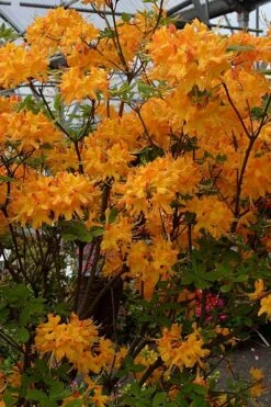 Florida Flame Native Azalea (Rhododendron Austrinum) - 3 Gallon Pot 13 Florida Flame Native Azalea (Rhododendron Austrinum) - 3 Gallon Pot -Garden Outdoor Plant Store rhododendron austrinum florida flame native azalea 4