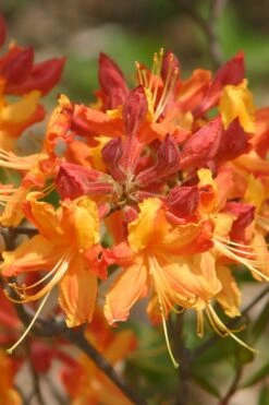 Florida Flame Native Azalea (Rhododendron Austrinum) - 3 Gallon Pot 16 Florida Flame Native Azalea (Rhododendron Austrinum) - 3 Gallon Pot -Garden Outdoor Plant Store rhododendron austrinum florida flame native azalea 5