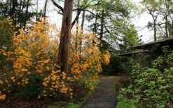 Florida Flame Native Azalea (Rhododendron Austrinum) - 3 Gallon Pot 17 Florida Flame Native Azalea (Rhododendron Austrinum) - 3 Gallon Pot -Garden Outdoor Plant Store rhododendron austrinum florida flame native azalea 8