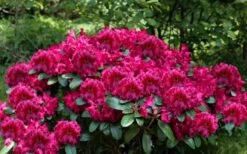 Besse Howells Rhododendron - 3 Gallon Pot -Garden Outdoor Plant Store rhododendron besse howells 6