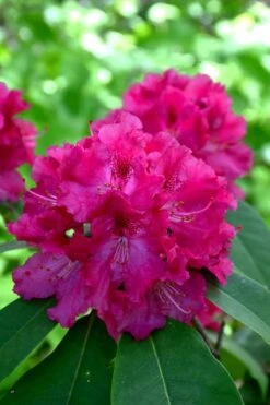 Besse Howells Rhododendron - 3 Gallon Pot -Garden Outdoor Plant Store rhododendron besse howells 8