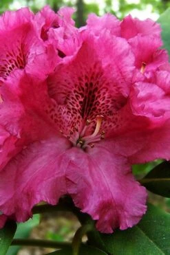 Besse Howells Rhododendron - 3 Gallon Pot -Garden Outdoor Plant Store rhododendron bessie howells 100