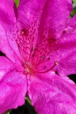 Congo Purple Azalea - 3 Gallon Pot -Garden Outdoor Plant Store rhododendron congo robin hill hybrid azalea 1