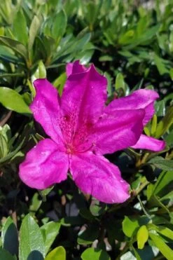 Congo Purple Azalea - 3 Gallon Pot -Garden Outdoor Plant Store rhododendron congo robin hill hybrid azalea 3