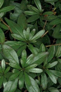 Congo Purple Azalea - 3 Gallon Pot -Garden Outdoor Plant Store rhododendron congo robin hill hybrid azalea 4