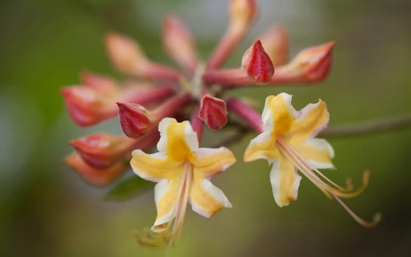 Millie Mac Native Azalea (Rhododendron) - 3 Gallon Pot 8 Millie Mac Native Azalea (Rhododendron) - 3 Gallon Pot - Image 6