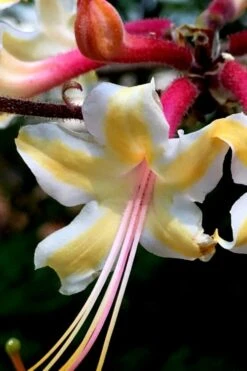 Millie Mac Native Azalea (Rhododendron) - 3 Gallon Pot